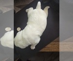 Small Photo #4 Pug Puppy For Sale in NEW IPSWICH, NH, USA
