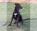 Small #9 Labrador Retriever Mix