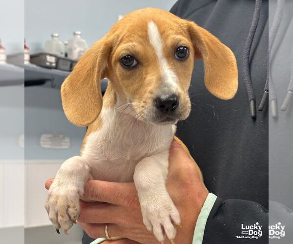 Medium Photo #3 Mutt Puppy For Sale in Washington, DC, USA