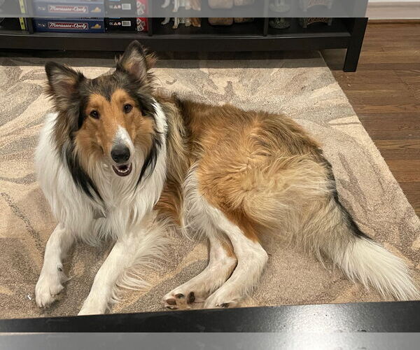 Medium Photo #2 Collie Puppy For Sale in Chantilly, VA, USA