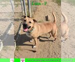 Small #6 Black Mouth Cur Mix