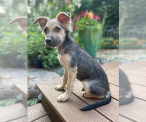 Medium Poodle (Miniature) Mix