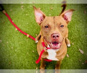 Mutt Dogs for adoption in Orlando, FL, USA