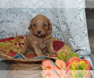 Cavapoo-Poodle (Miniature) Mix Puppy for sale in GREENWOOD, WI, USA