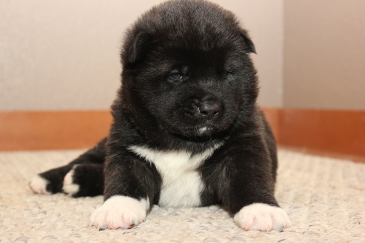 Medium Photo #1 Akita Puppy For Sale in GATE, WA, USA