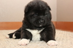 Small Photo #1 Akita Puppy For Sale in GATE, WA, USA
