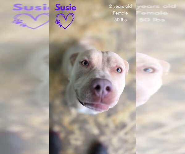 Medium Photo #6 American Pit Bull Terrier-Unknown Mix Puppy For Sale in Monte Vista, CO, USA