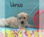 Small Photo #19 Golden Retriever Puppy For Sale in DEARBORN, MO, USA