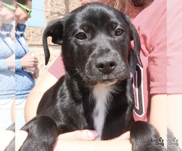 Medium Photo #2 Labrador Retriever-Unknown Mix Puppy For Sale in Washington, DC, USA