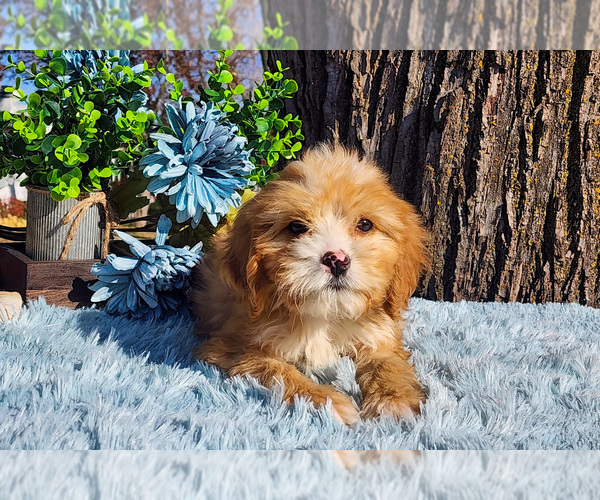 Medium Photo #3 Cavapoo-Poodle (Standard) Mix Puppy For Sale in CAPAC, MI, USA