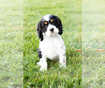 Small Photo #4 Cocker Spaniel Puppy For Sale in MILLERSBURG, IN, USA