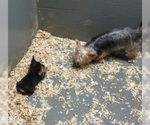 Small Photo #7 Yorkshire Terrier Puppy For Sale in CARROLLTON, GA, USA