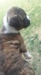 Small Photo #5 Boxer Puppy For Sale in KENNEWICK, WA, USA