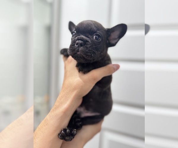 Medium Photo #14 French Bulldog Puppy For Sale in LAVEEN, AZ, USA
