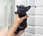 Small Photo #14 French Bulldog Puppy For Sale in LAVEEN, AZ, USA