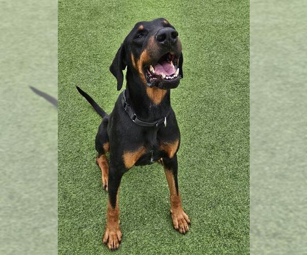 Medium Photo #2 Doberman Pinscher Puppy For Sale in Camarillo, CA, USA