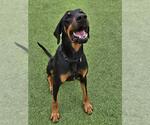 Small #1 Doberman Pinscher