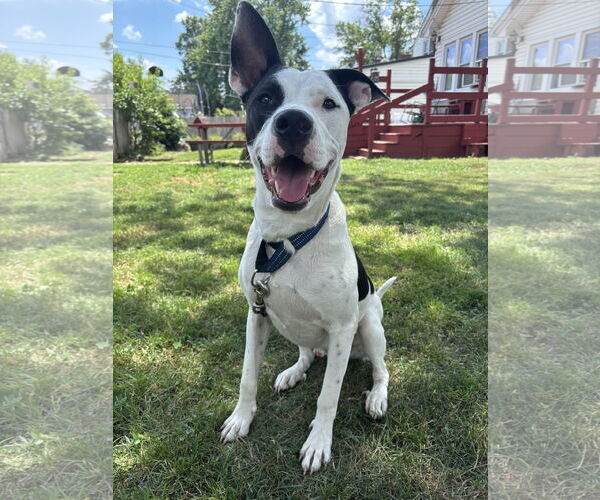 Medium Photo #5 Bullypit Puppy For Sale in Oakhurst, NJ, USA