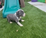 Small Photo #10 American Bully Puppy For Sale in NEW BERN, NC, USA