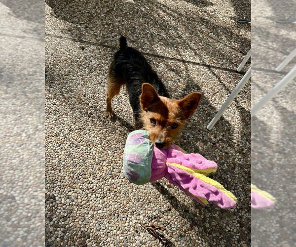 Medium Photo #5 Mutt Puppy For Sale in Oak Bluffs, MA, USA