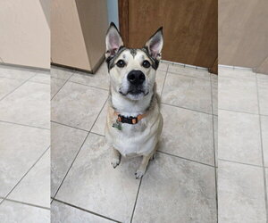 Black Mouth Cur-Labrador Retriever Mix Dogs for adoption in The Woodlands, TX, USA