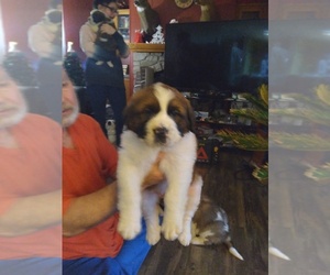 Saint Bernard Puppy for sale in JACKSON, OH, USA