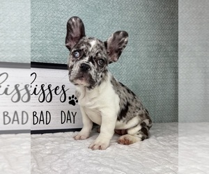 French Bulldog Puppy for Sale in FRANKLIN, Indiana USA
