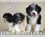 Small Photo #7 Havanese-Maltipoo Mix Puppy For Sale in SAN DIEGO, CA, USA
