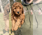 Small Photo #3 Goldendoodle-Poodle (Miniature) Mix Puppy For Sale in RANDOLPH, WI, USA