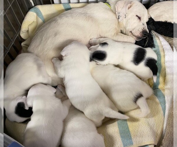 Medium Photo #3 Jack Russell Terrier-Unknown Mix Puppy For Sale in Cuba, NY, USA