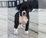 Puppy Puppy 3 Boxer