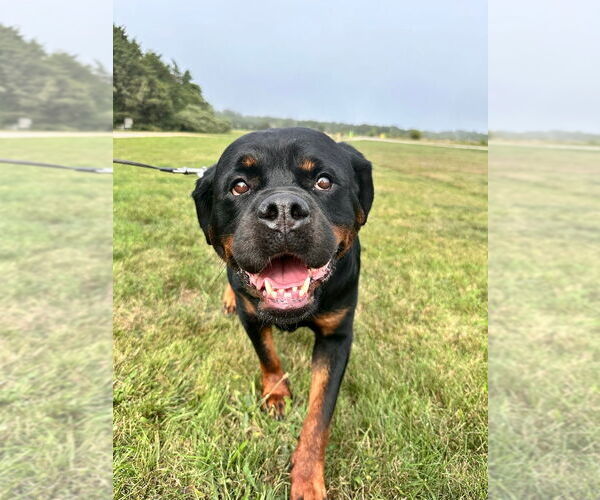 Medium Photo #18 Rottweiler Puppy For Sale in Oak Bluffs, MA, USA
