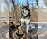 Small #12 Alaskan Klee Kai-Pomsky Mix