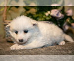 Small #1 American Eskimo Dog