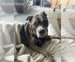 Small #4 American Pit Bull Terrier Mix