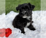 Small Photo #7 Morkie Puppy For Sale in ROCK STREAM, NY, USA