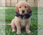 Small #1 Golden Retriever