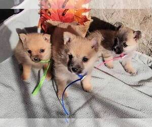 Cairanian-Pomeranian Mix Puppy for sale in JASONVILLE, IN, USA