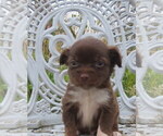 Small Photo #9 Chihuahua Puppy For Sale in HAYES, VA, USA