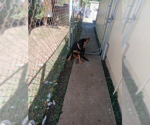 Medium Photo #1 Rottweiler-Unknown Mix Puppy For Sale in San Antonio, TX, USA