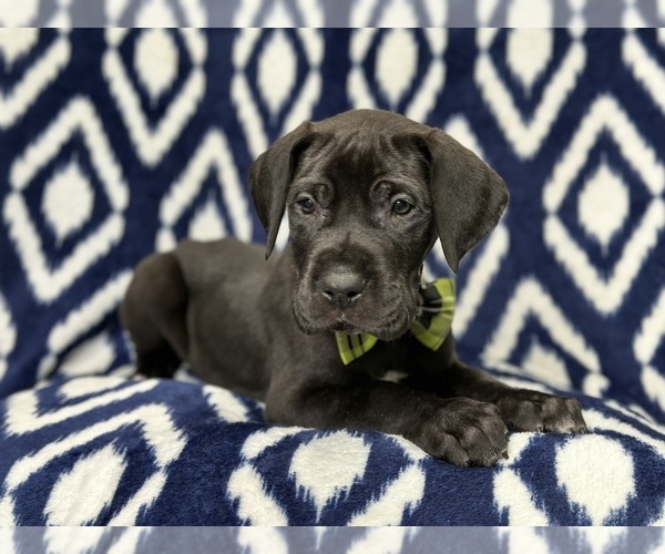 Medium Photo #4 Great Dane Puppy For Sale in LAKELAND, FL, USA