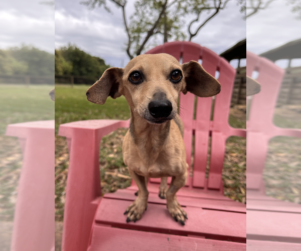 Medium Photo #3 Dachshund-Unknown Mix Puppy For Sale in Weston, FL, USA