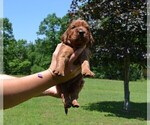 Puppy Lilac F Irish Setter