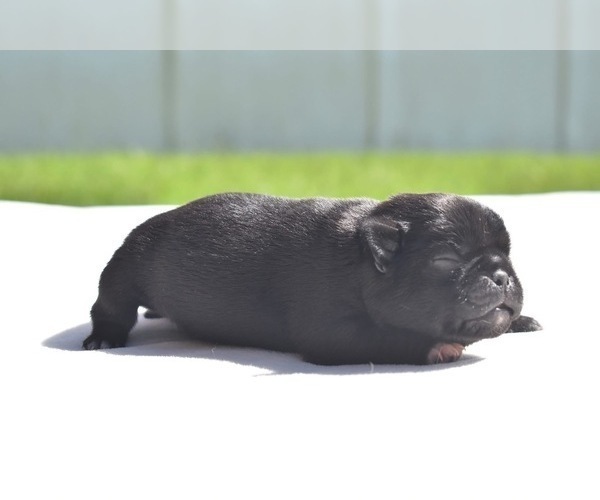 Medium Photo #2 Pug Puppy For Sale in PALM COAST, FL, USA