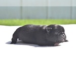 Small #1 Pug