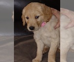 Small Photo #9 Golden Retriever Puppy For Sale in MERIDIAN, MS, USA