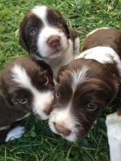 English Springer Spaniel Puppy for sale in BURNT CABINS, PA, USA