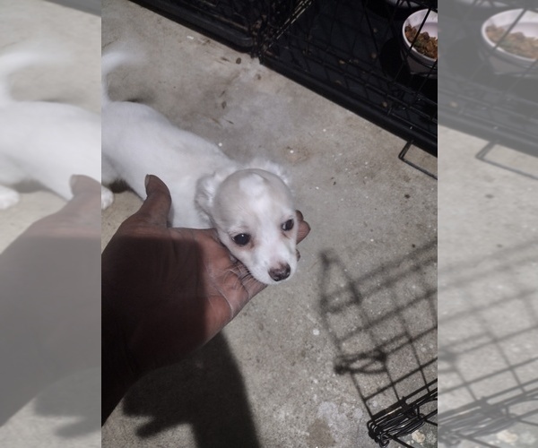 Medium Photo #5 Chihuahua Puppy For Sale in CONLEY, GA, USA