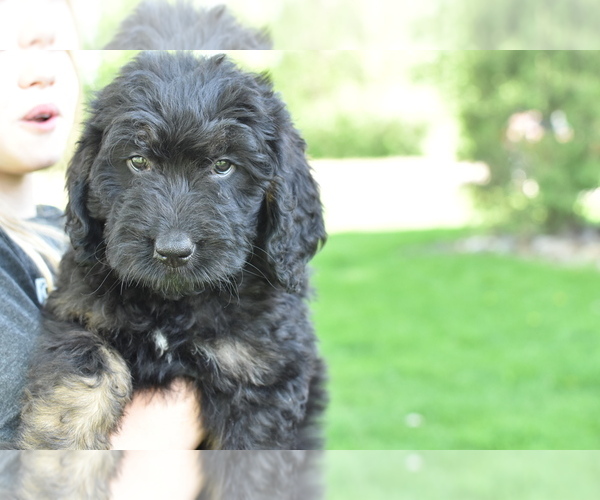 Medium Photo #1 Bernedoodle Puppy For Sale in KENNEDY, MN, USA