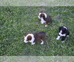 Small Photo #7 Miniature Australian Shepherd Puppy For Sale in SWAN, TX, USA